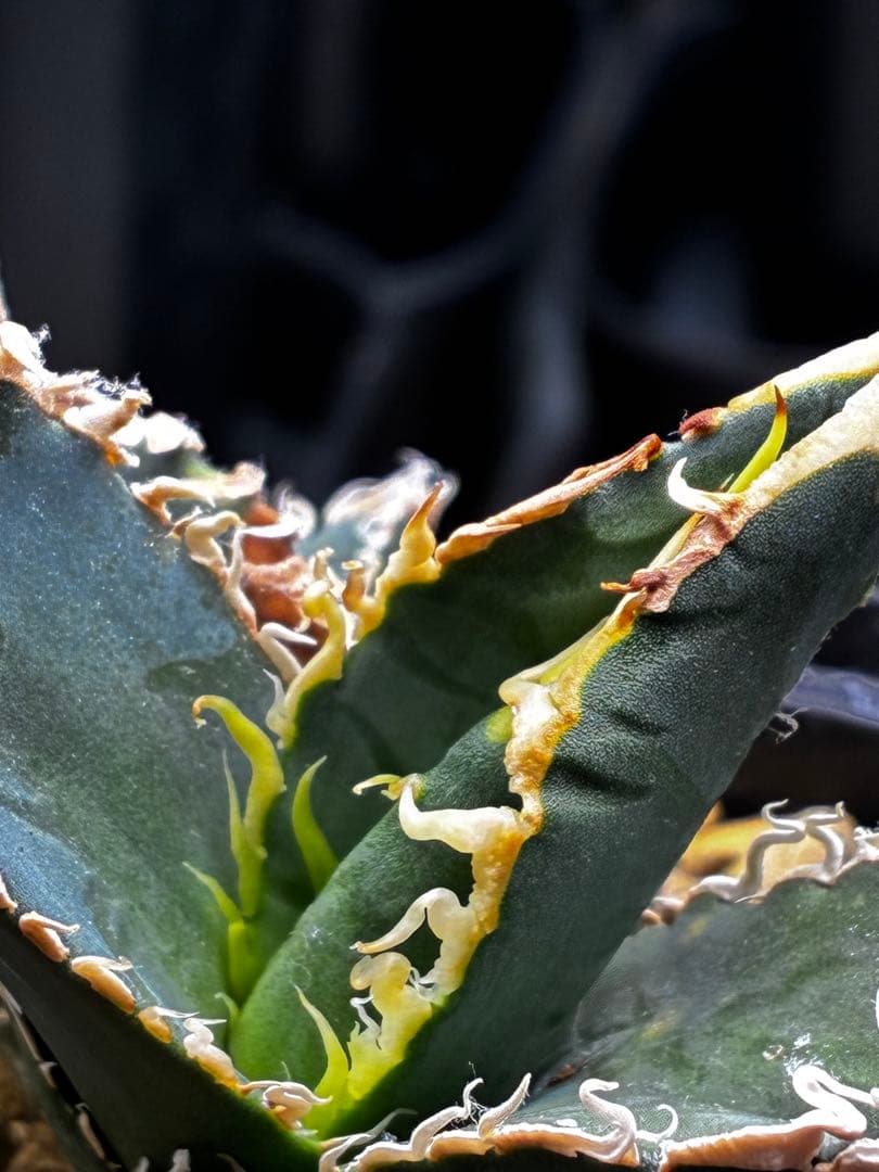 AGAVE TITANOTA イタリアメリクロン変異ロット株（子株付き）