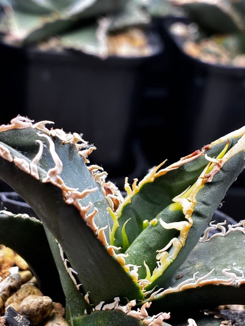 AGAVE TITANOTA イタリアメリクロン変異ロット株（子株付き）
