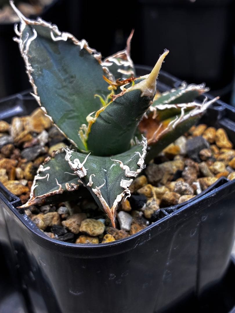 AGAVE TITANOTA イタリアメリクロン変異ロット株（子株付き）