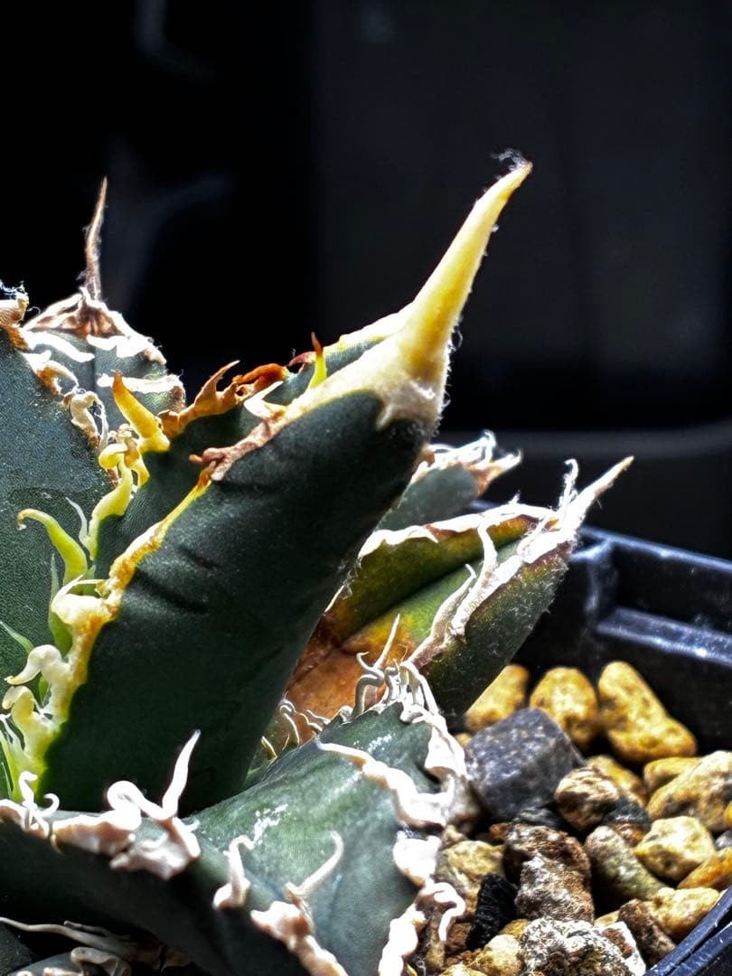 AGAVE TITANOTA イタリアメリクロン変異ロット株（子株付き）