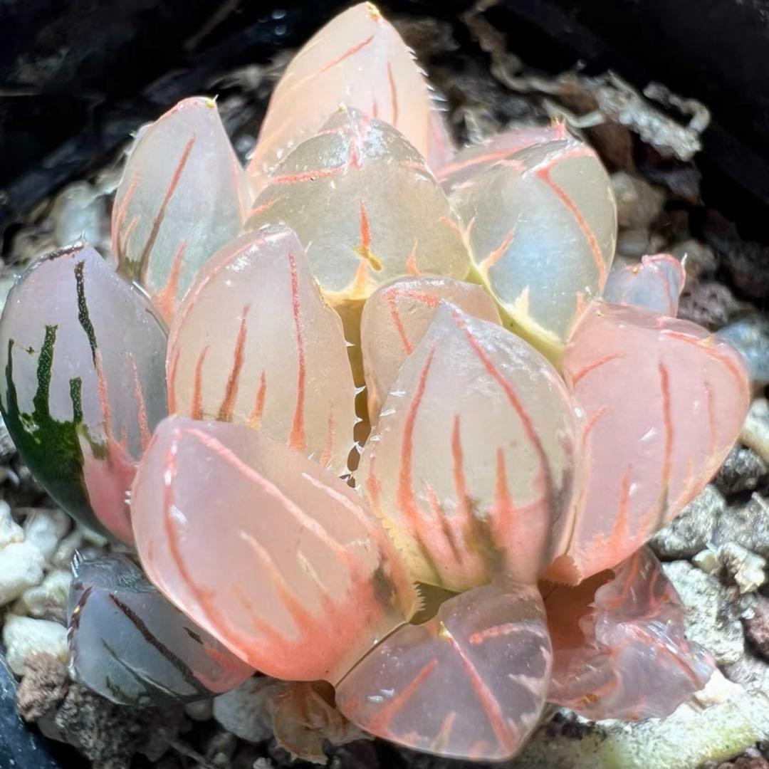 O*Z様 多肉植物 ハオルチア 赤姫オブツーサ錦 鮮明錦 糊斑 - メルカリ