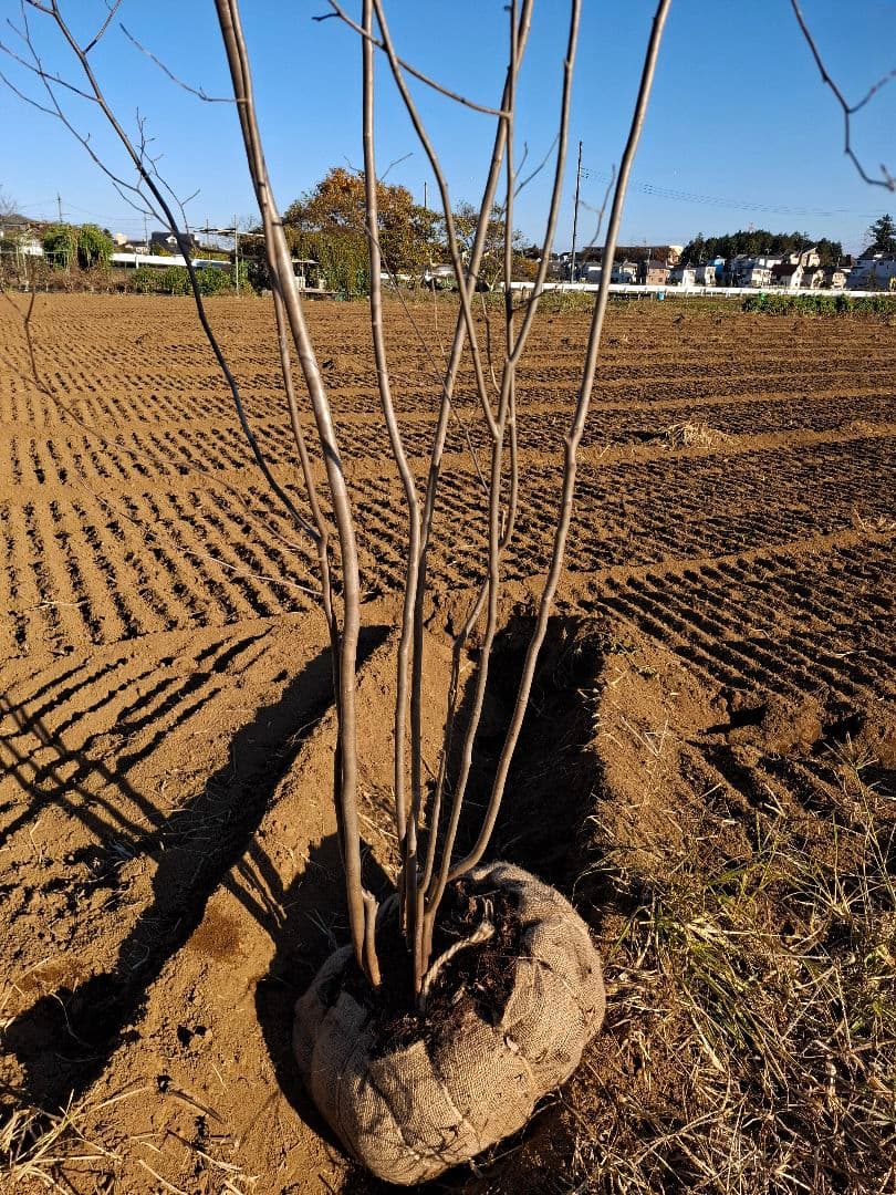 アブラチャン 山彩り ――アオダモ アオハダ モミジ 雑木 ――