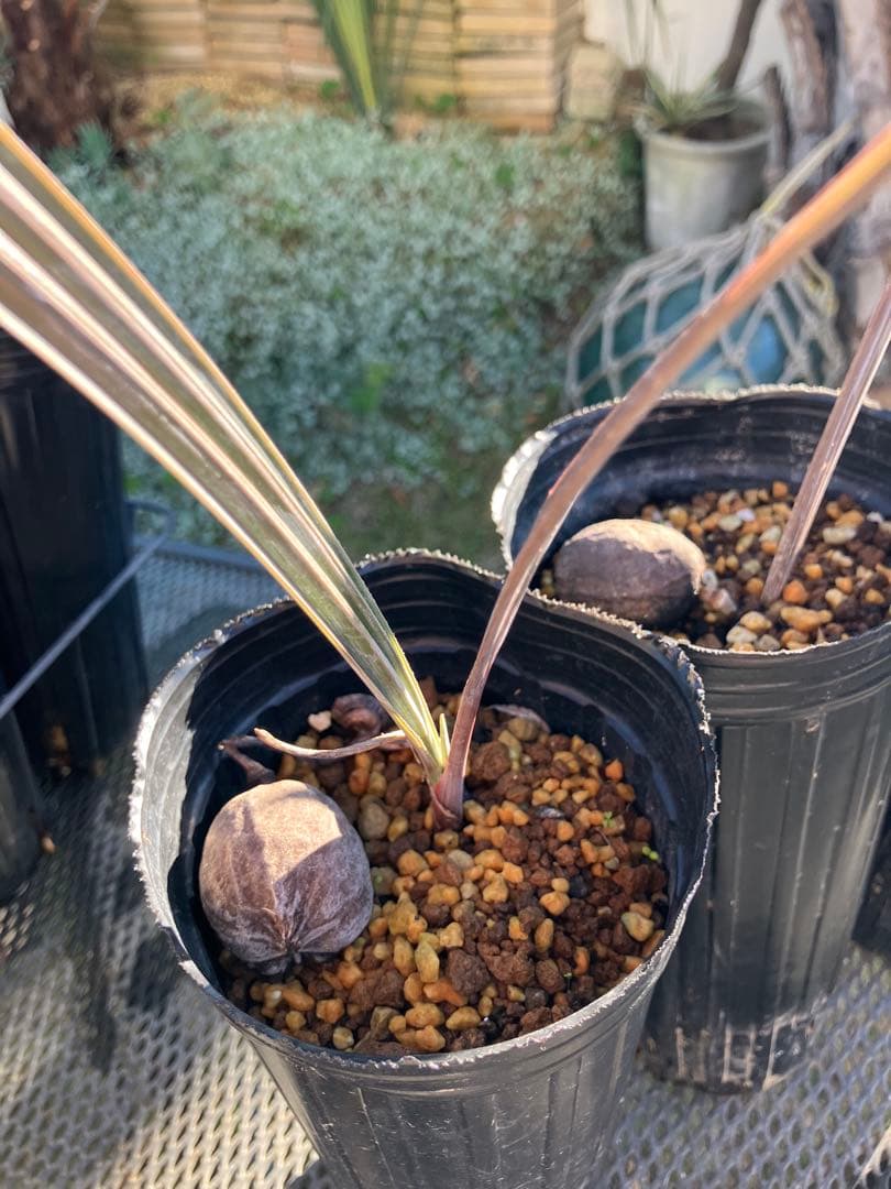 gansu様専用 ビスマルキア3ポット