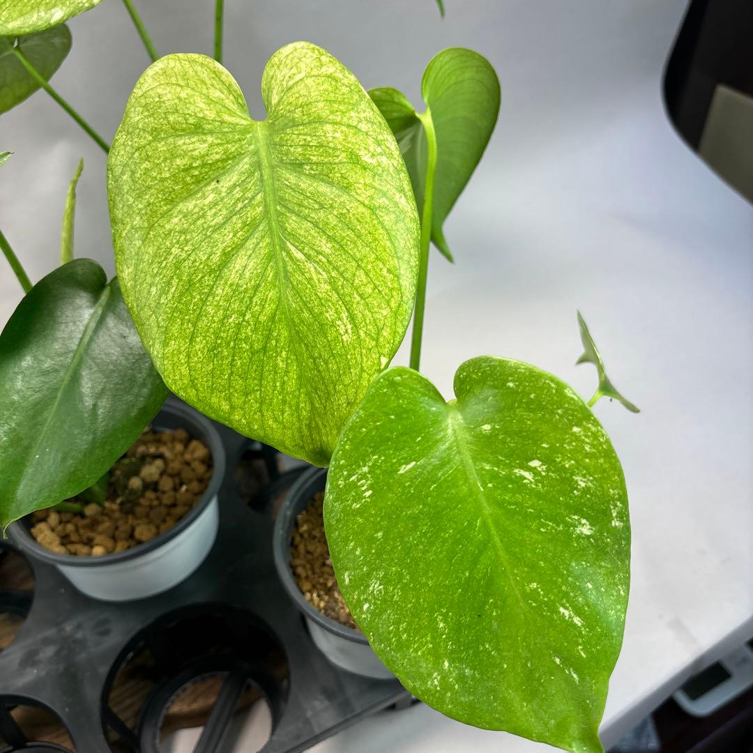 5株セットms116【特別選抜】ホワイトモンスター／天津蘭 モンステラ