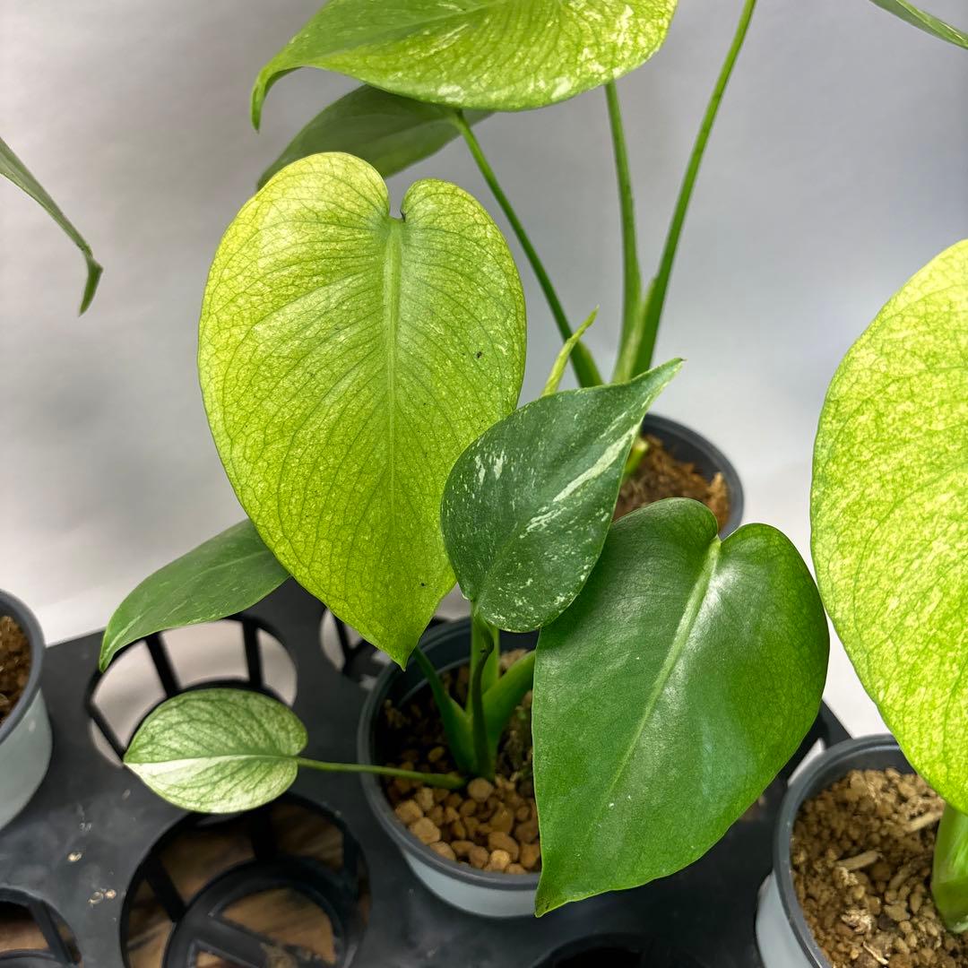 5株セットms116【特別選抜】ホワイトモンスター／天津蘭 モンステラ