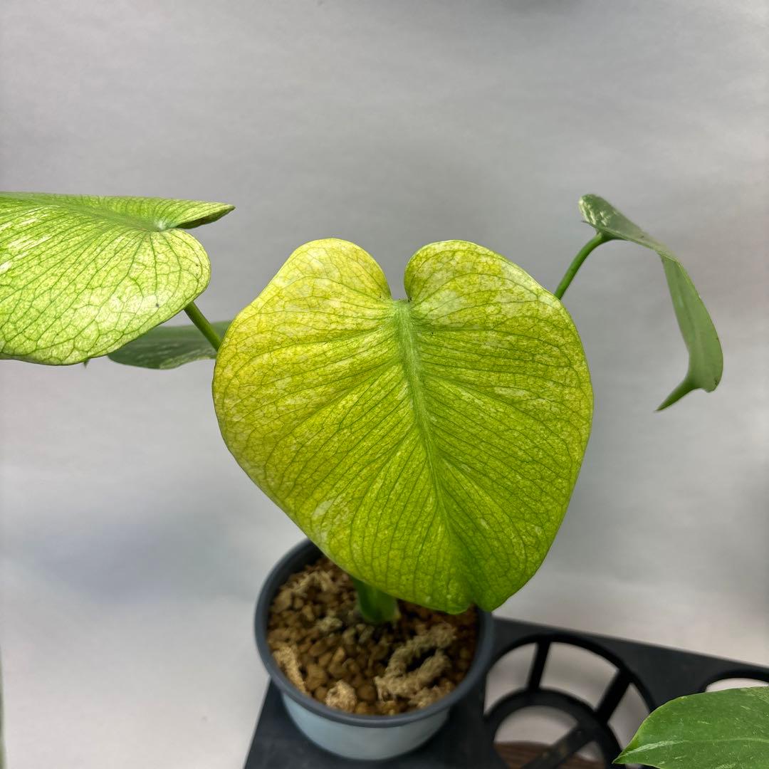 5株セットms116【特別選抜】ホワイトモンスター／天津蘭 モンステラ