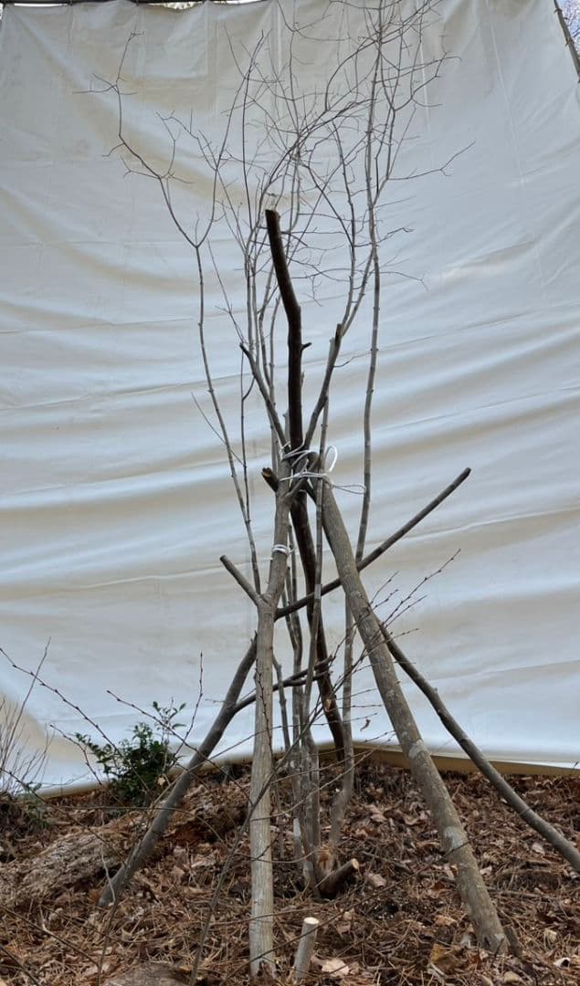 激安　シンボルツリー　アオダモ　　4,5m　6本株立