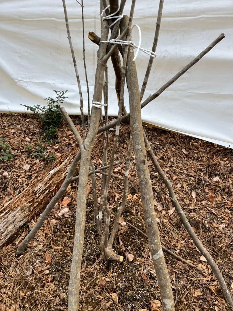 激安　シンボルツリー　アオダモ　　4,5m　6本株立