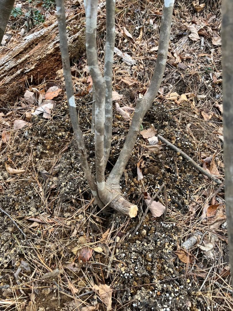 激安　シンボルツリー　アオダモ　　4,5m　6本株立