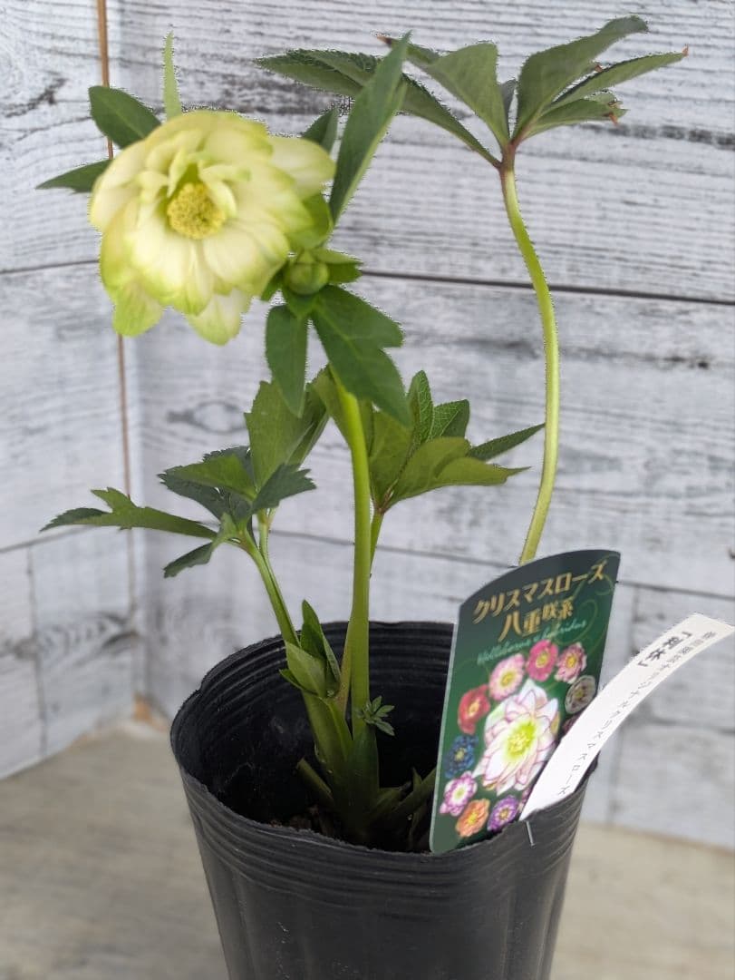 【現品・ポットまま発送】超希少　曽田園芸クリスマスローズ 利休③