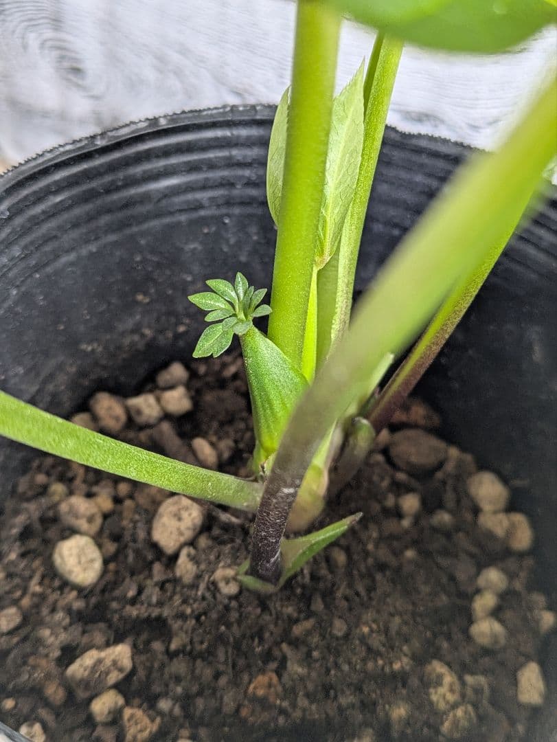 【現品・ポットまま発送】超希少　曽田園芸クリスマスローズ 利休③