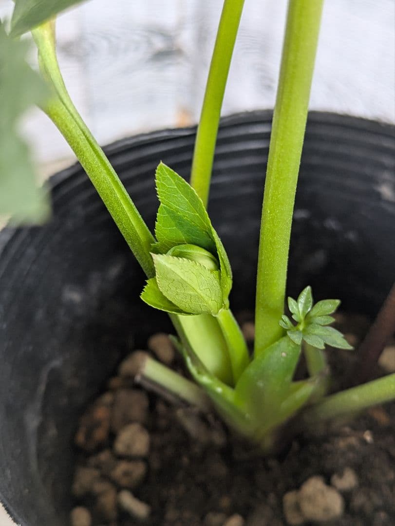 【現品・ポットまま発送】超希少　曽田園芸クリスマスローズ 利休③