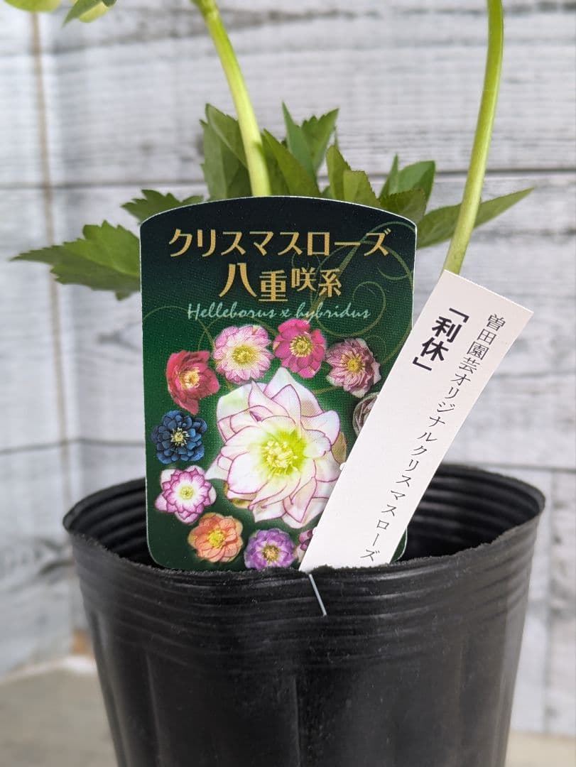 【現品・ポットまま発送】超希少　曽田園芸クリスマスローズ 利休③