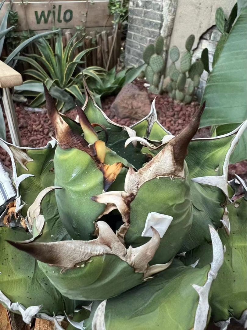 30.希少種多肉植物 アガベ チタノタ黒旋風【特選】極上子株 - メルカリ