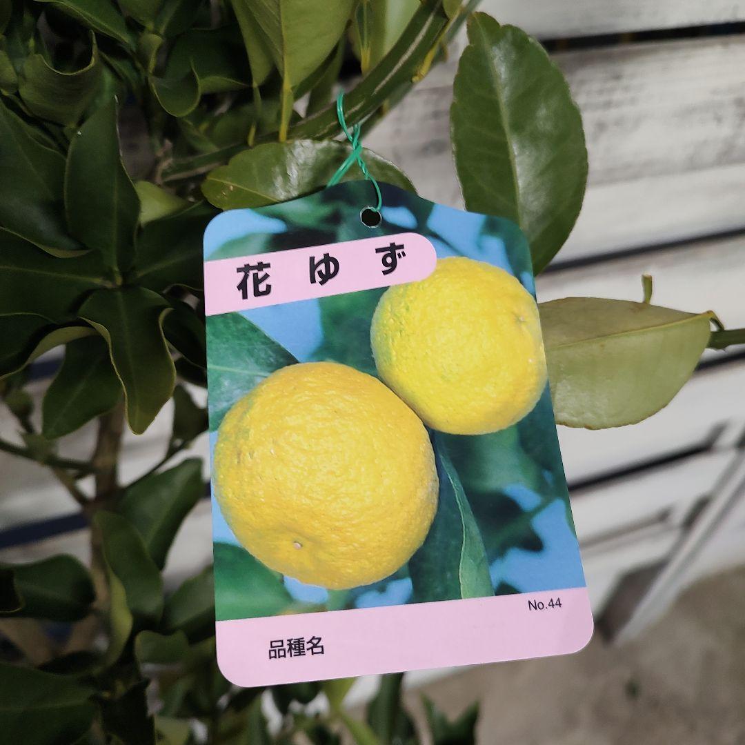 花柚子 3年生 大苗 結実実績あり！ - メルカリ