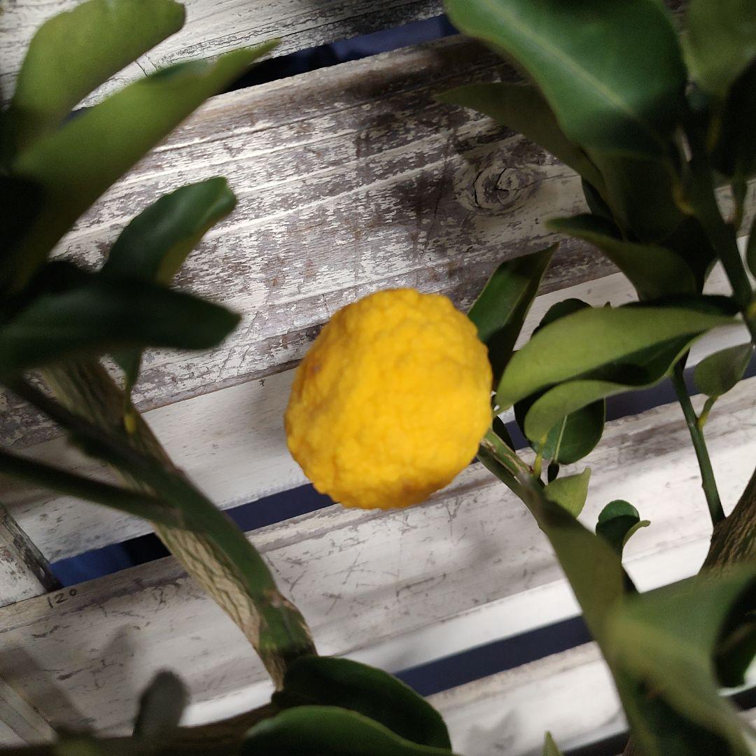 花柚子 3年生 大苗 結実実績あり！ - メルカリ