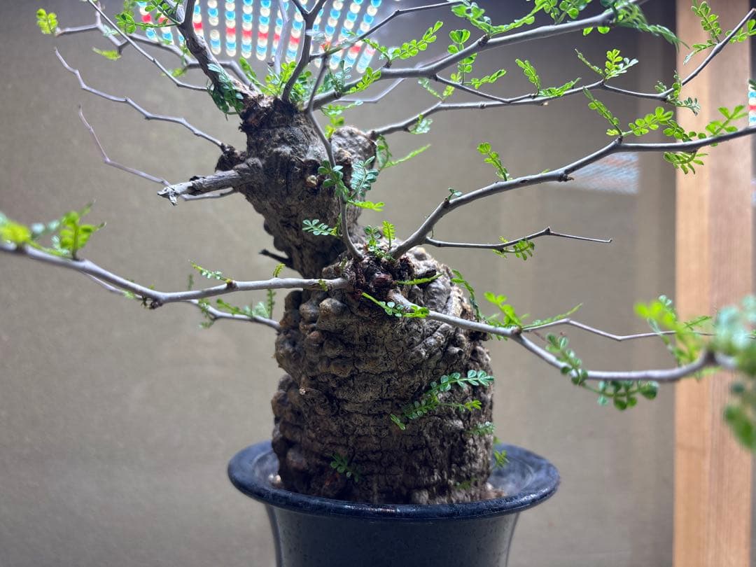 オペルクリカリアパキプス　現地　現地球　発根済み