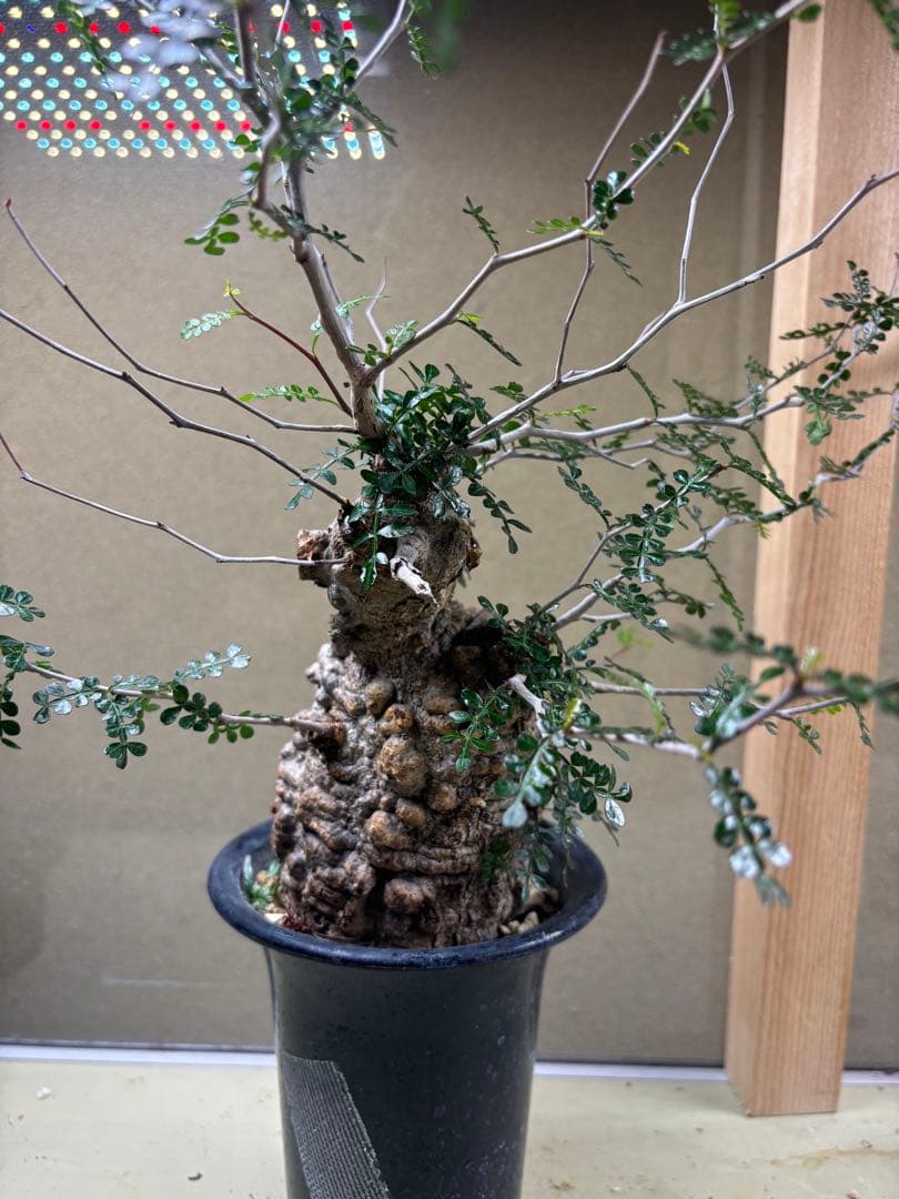 オペルクリカリアパキプス　現地　現地球　発根済み