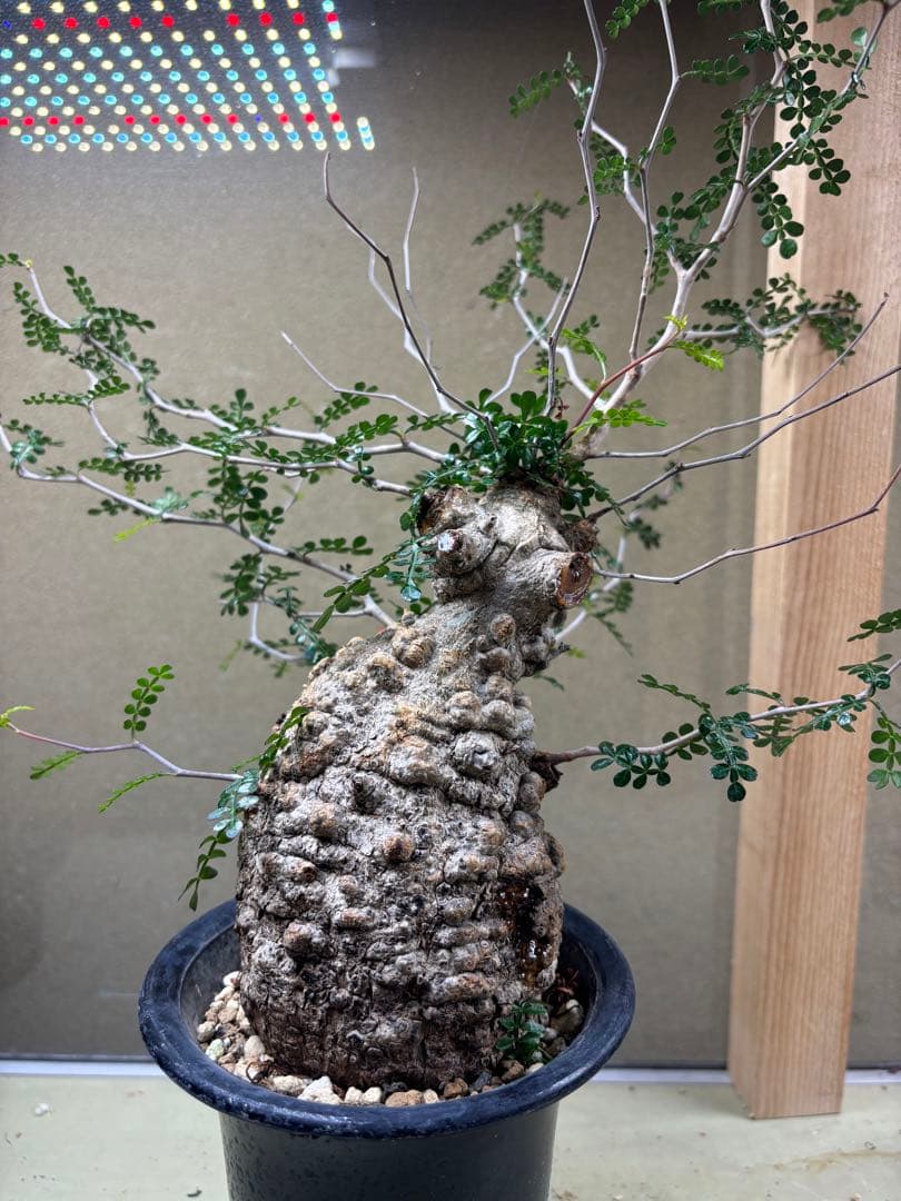 オペルクリカリアパキプス　現地　現地球　発根済み