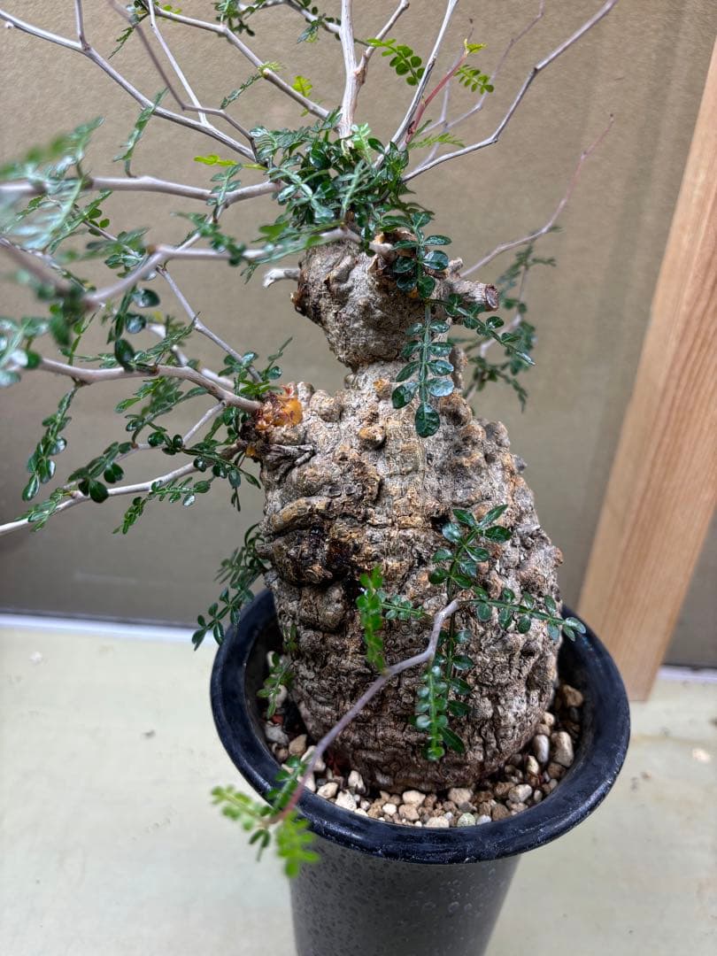 オペルクリカリアパキプス　現地　現地球　発根済み