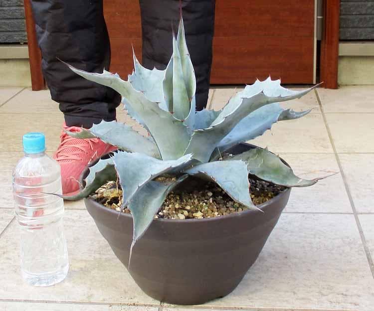 【現品】アガベ・オバティホリア（オバティフォリア）10号鉢　Ｒエ番