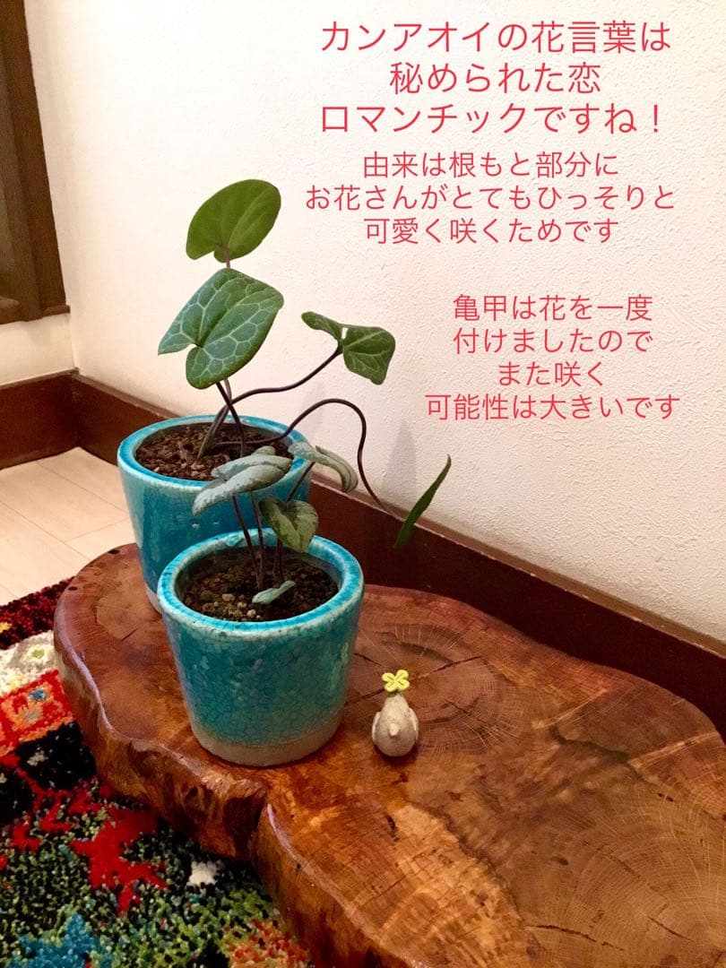 【希少植物＊天然＊野生の美しいカンアオイ＊寒葵＊模様は2種類】亀甲斑入り