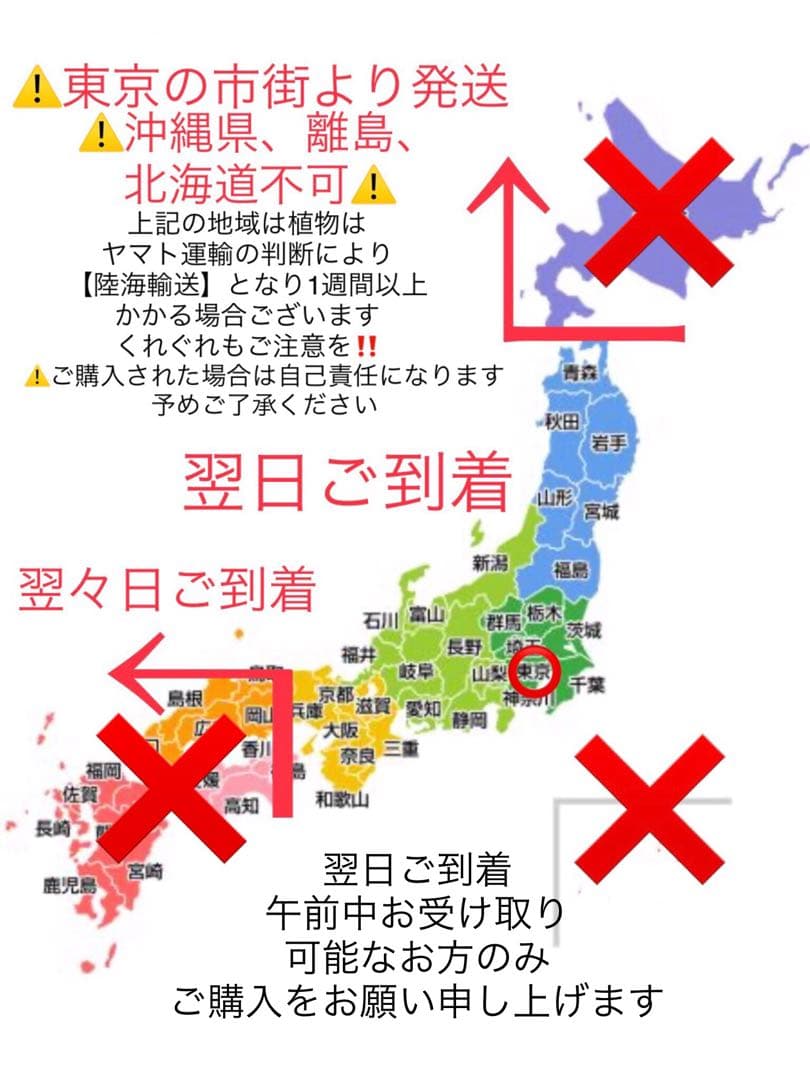 【希少植物＊天然＊野生の美しいカンアオイ＊寒葵＊模様は2種類】亀甲斑入り