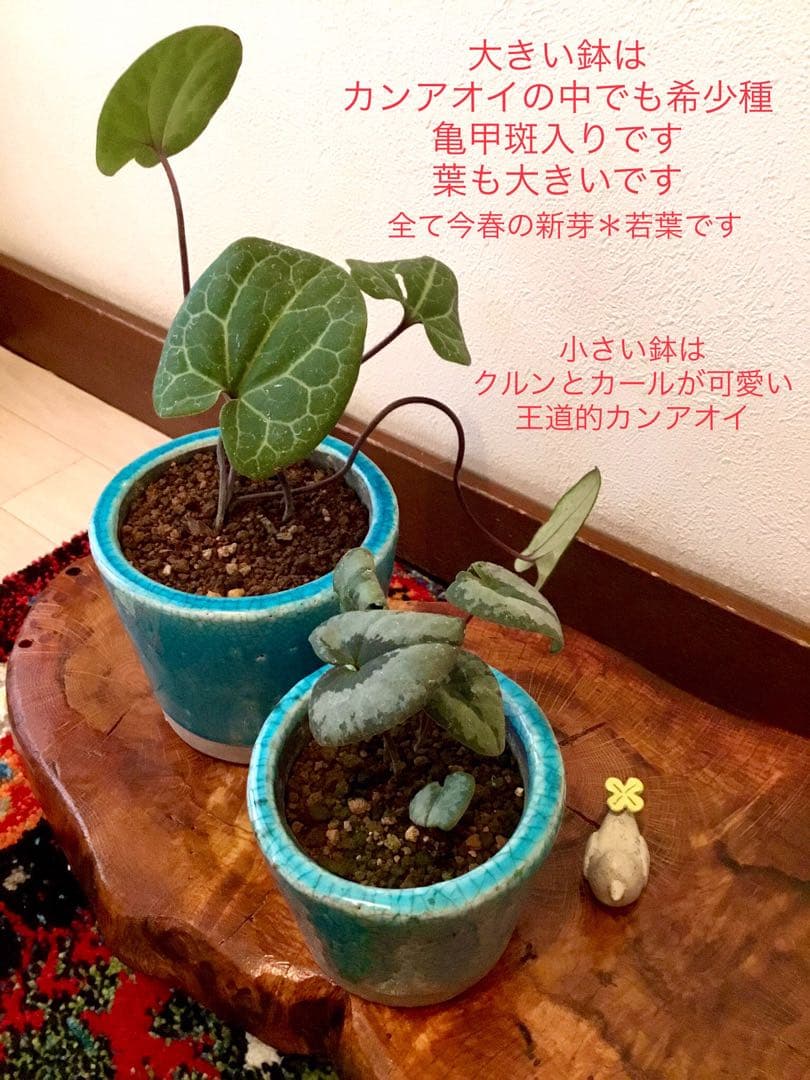 【希少植物＊天然＊野生の美しいカンアオイ＊寒葵＊模様は2種類】亀甲斑入り