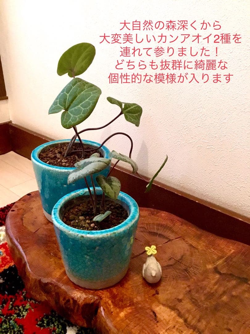 【希少植物＊天然＊野生の美しいカンアオイ＊寒葵＊模様は2種類】亀甲斑入り