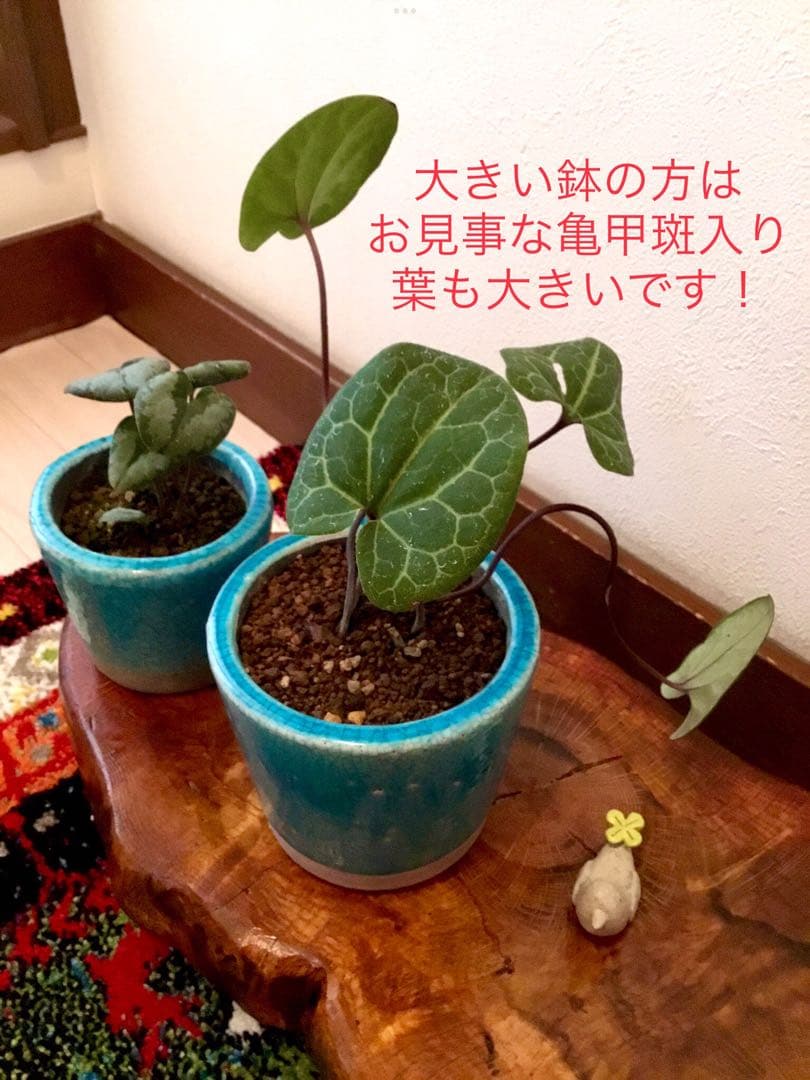 【希少植物＊天然＊野生の美しいカンアオイ＊寒葵＊模様は2種類】亀甲斑入り