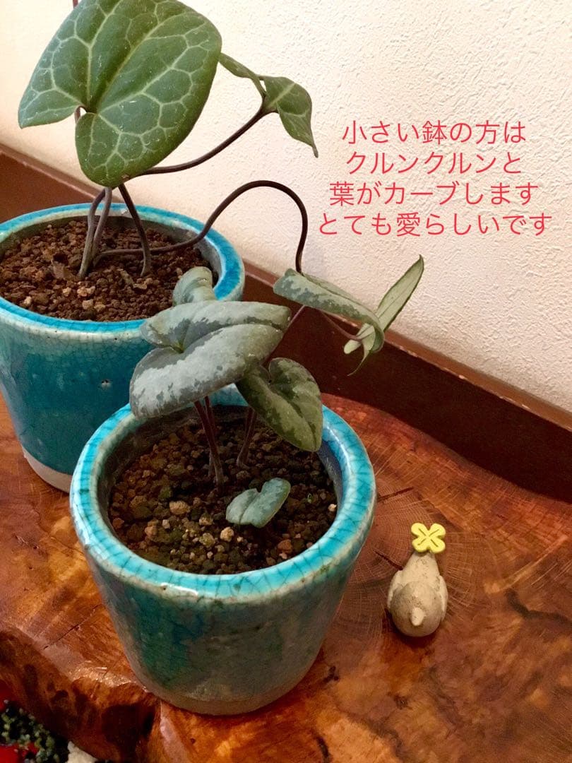 【希少植物＊天然＊野生の美しいカンアオイ＊寒葵＊模様は2種類】亀甲斑入り
