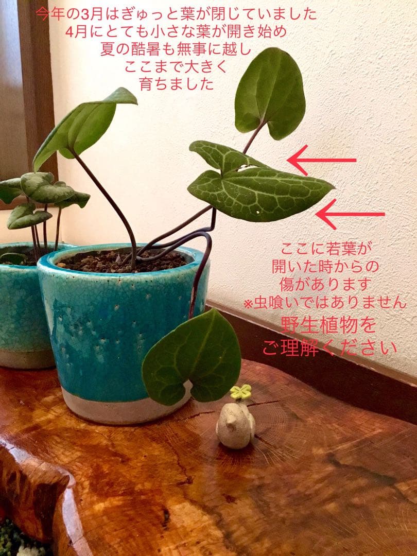 【希少植物＊天然＊野生の美しいカンアオイ＊寒葵＊模様は2種類】亀甲斑入り