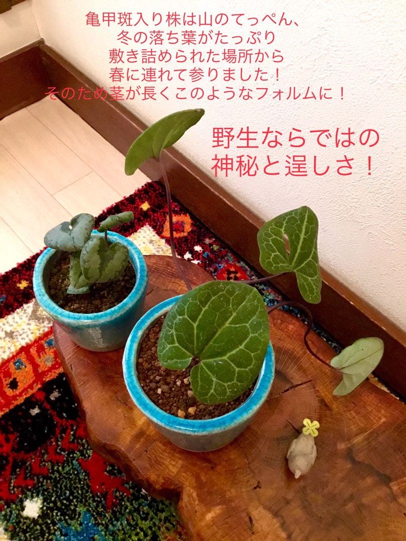 【希少植物＊天然＊野生の美しいカンアオイ＊寒葵＊模様は2種類】亀甲斑入り
