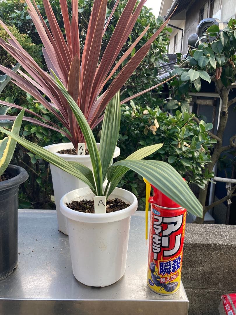 ドライガーデンＡセット鉢ごと配送致します。