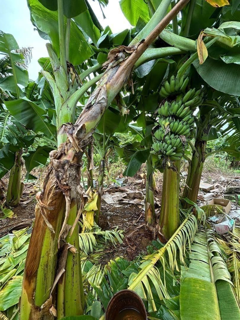 極太◆200cm巨大苗◆TVで話題の絶対糖度◆ドワーフ・ヌアンジュンバナナ◆低木