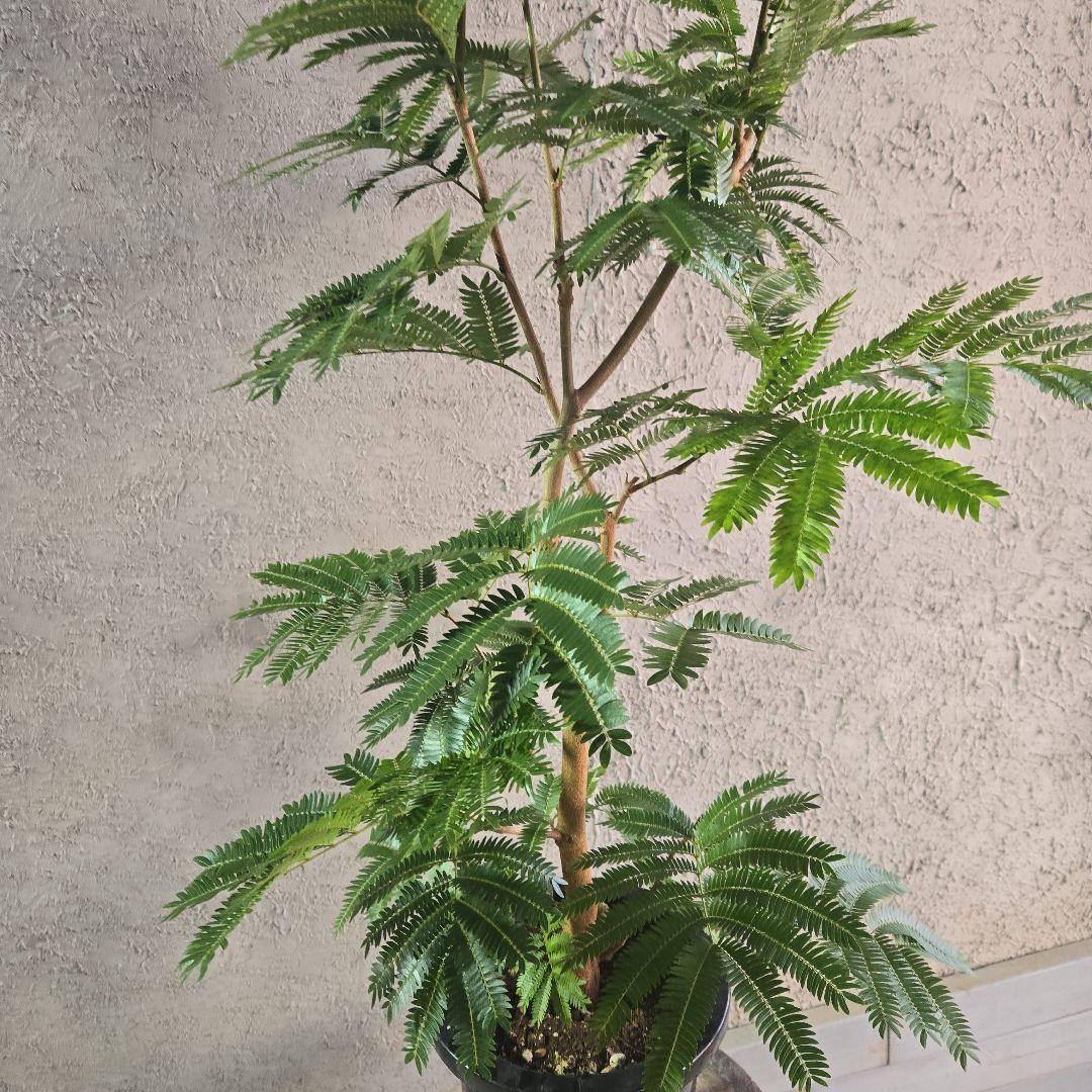 ⑦ エバーフレッシュ 8号特大苗木最高等級極太‼️ - メルカリ