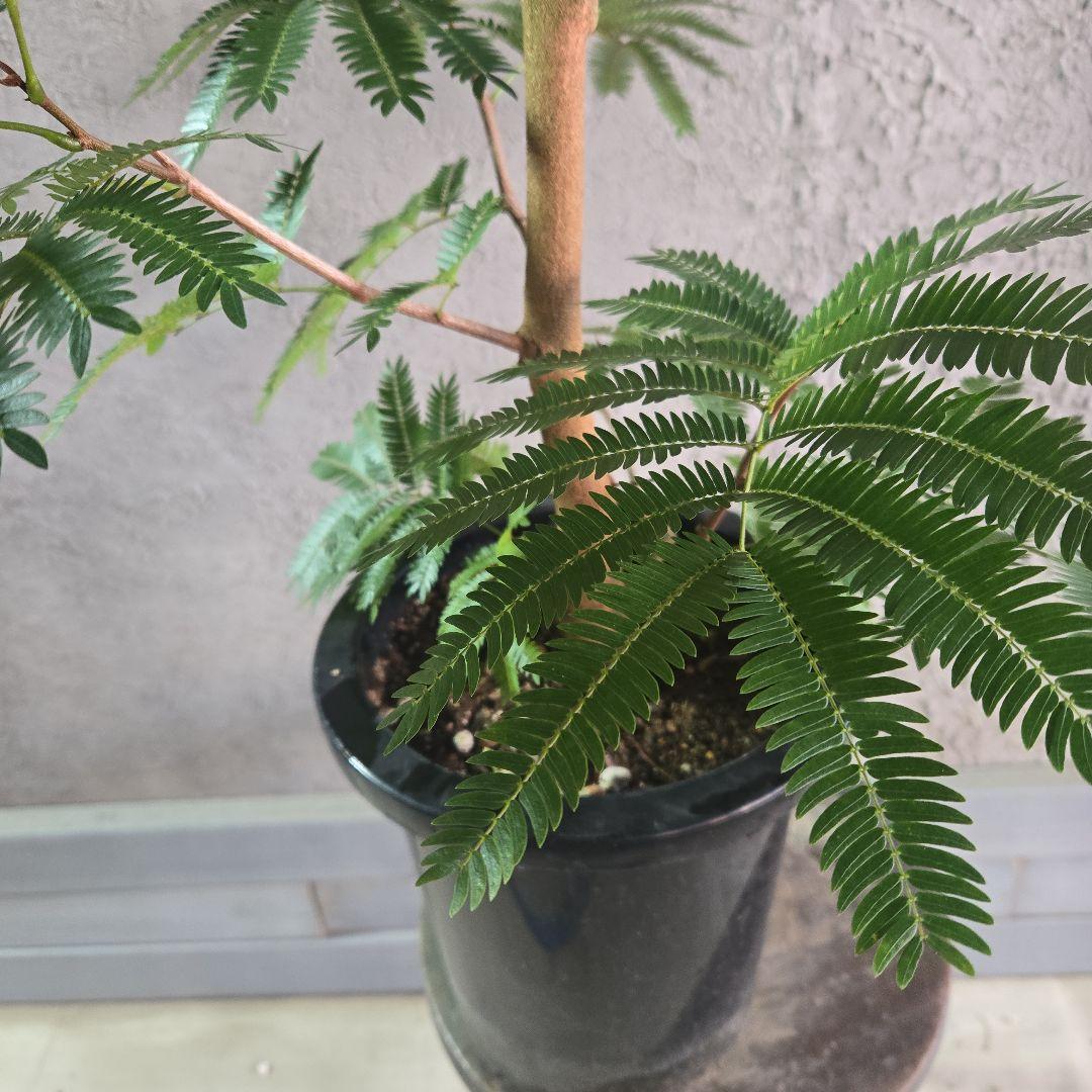 ⑦ エバーフレッシュ 8号特大苗木最高等級極太‼️ - メルカリ