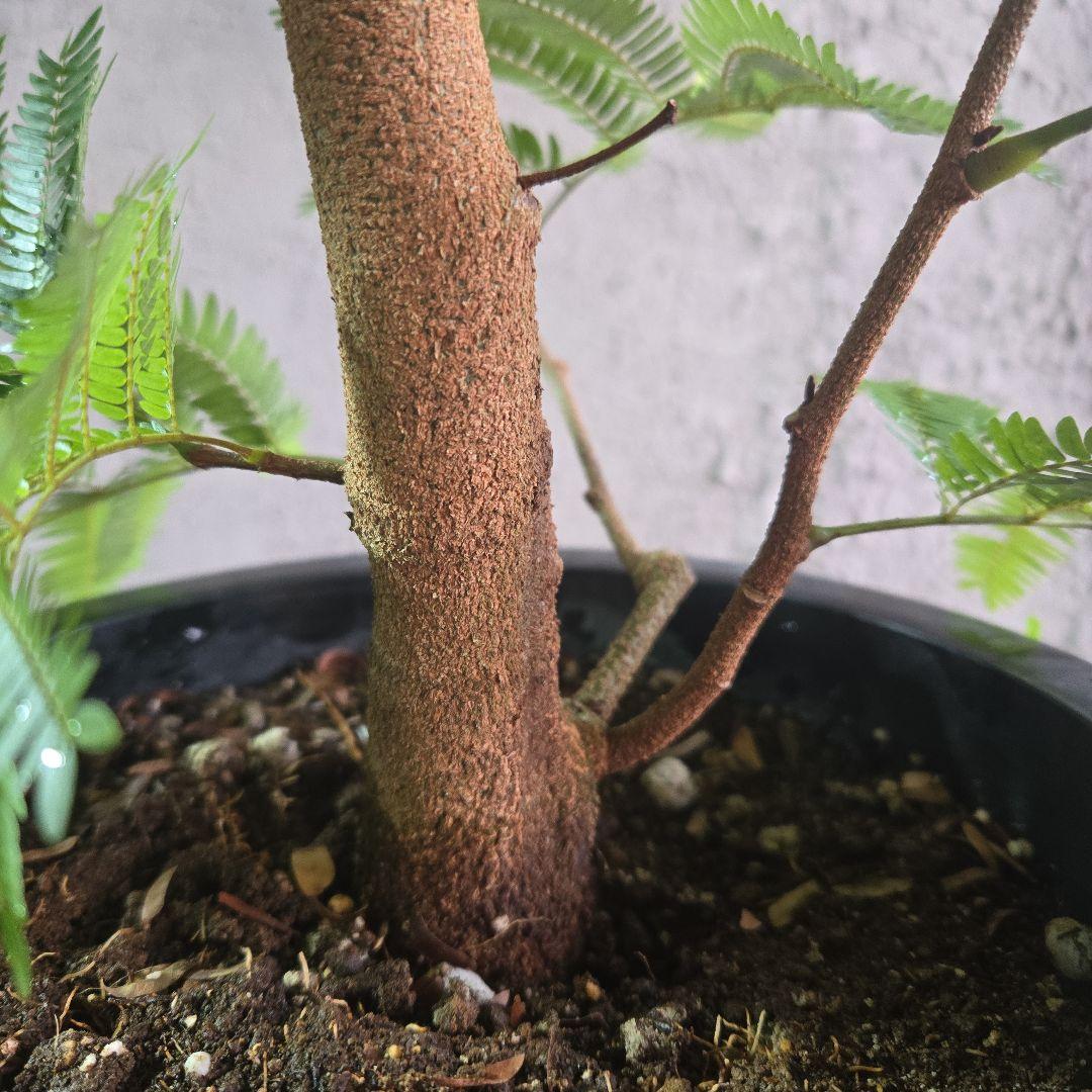 ⑦ エバーフレッシュ 8号特大苗木最高等級極太‼️ - メルカリ