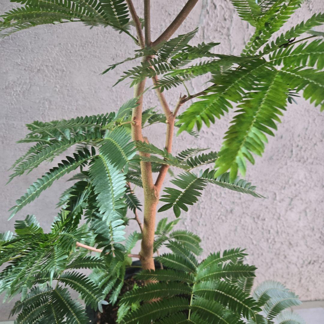 ⑦ エバーフレッシュ 8号特大苗木最高等級極太‼️ - メルカリ