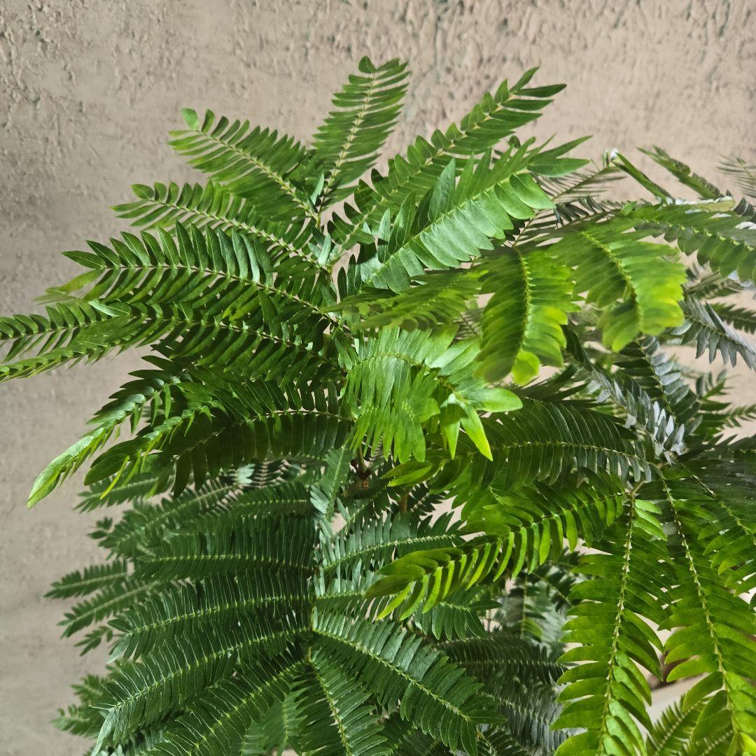 ⑦ エバーフレッシュ 8号特大苗木最高等級極太‼️ - メルカリ