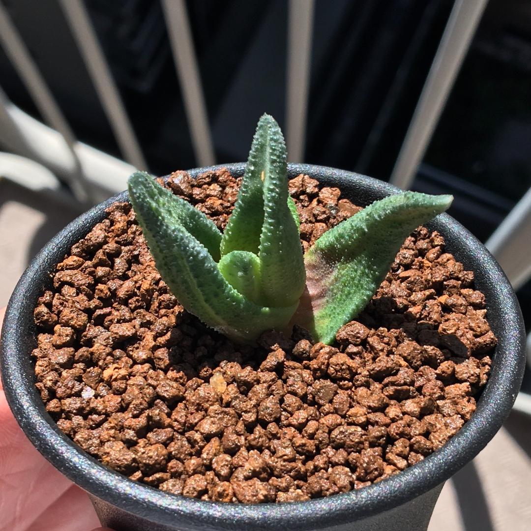 【原種】ハオルチア ソルディダ 'Mint Cream' JDV91-127