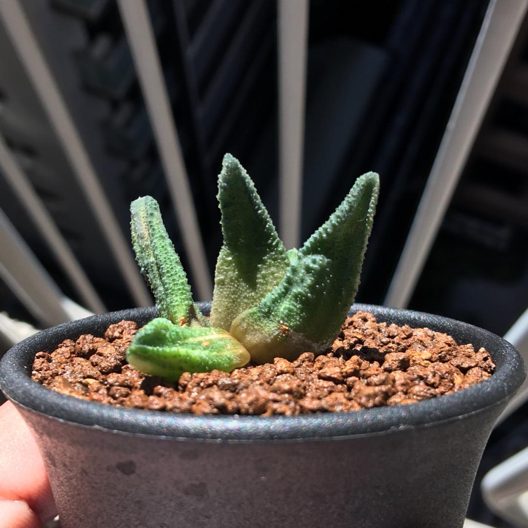 【原種】ハオルチア ソルディダ 'Mint Cream' JDV91-127