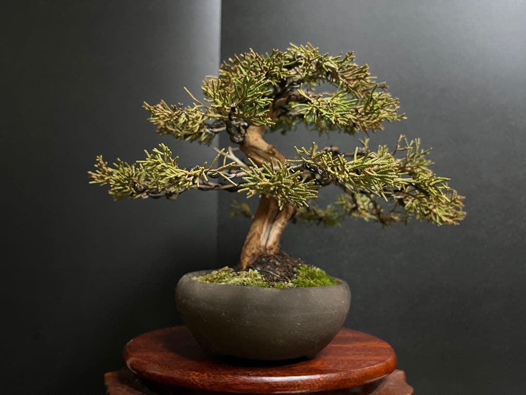 真柏盆栽　糸魚川真柏　古木　太幹　捻転シャリ幹　小品盆栽　樹高17cm