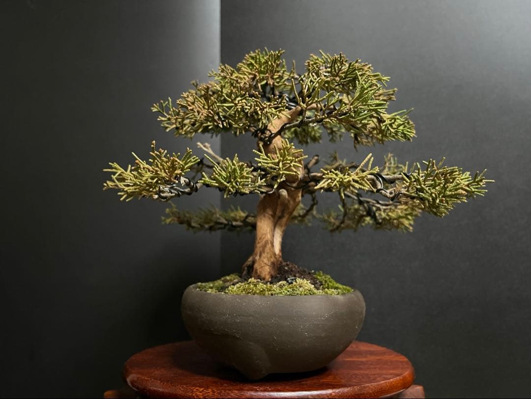 真柏盆栽　糸魚川真柏　古木　太幹　捻転シャリ幹　小品盆栽　樹高17cm