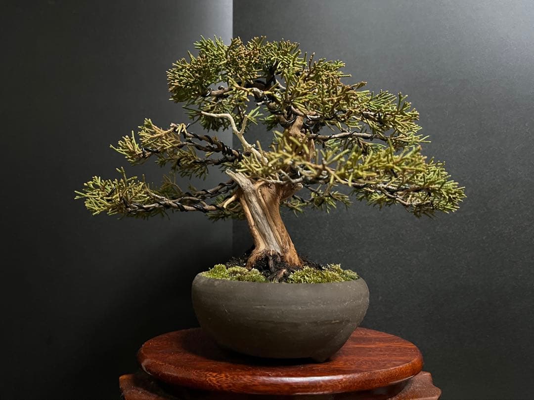 真柏盆栽　糸魚川真柏　古木　太幹　捻転シャリ幹　小品盆栽　樹高17cm