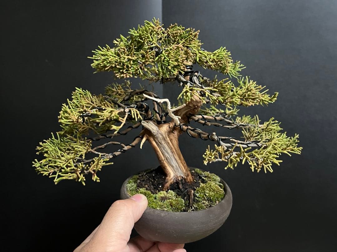 真柏盆栽　糸魚川真柏　古木　太幹　捻転シャリ幹　小品盆栽　樹高17cm