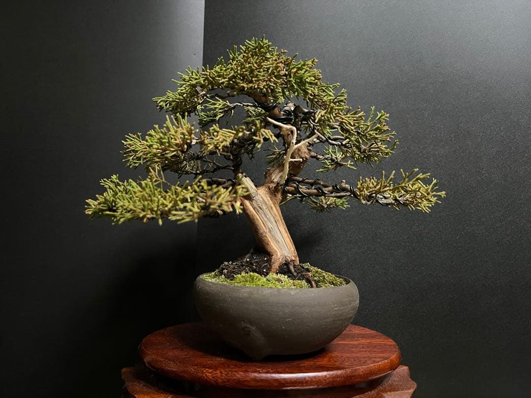 真柏盆栽　糸魚川真柏　古木　太幹　捻転シャリ幹　小品盆栽　樹高17cm