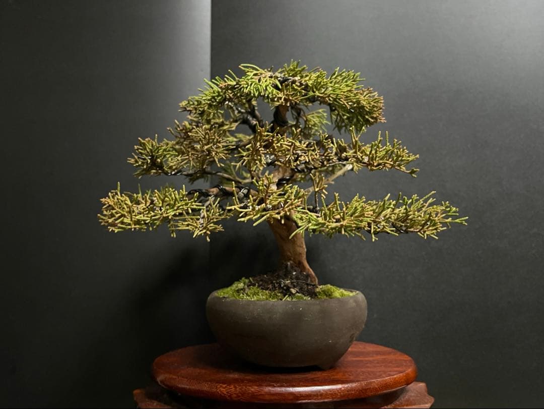 真柏盆栽　糸魚川真柏　古木　太幹　捻転シャリ幹　小品盆栽　樹高17cm