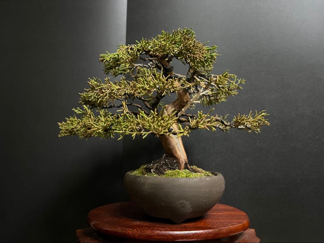 真柏盆栽　糸魚川真柏　古木　太幹　捻転シャリ幹　小品盆栽　樹高17cm