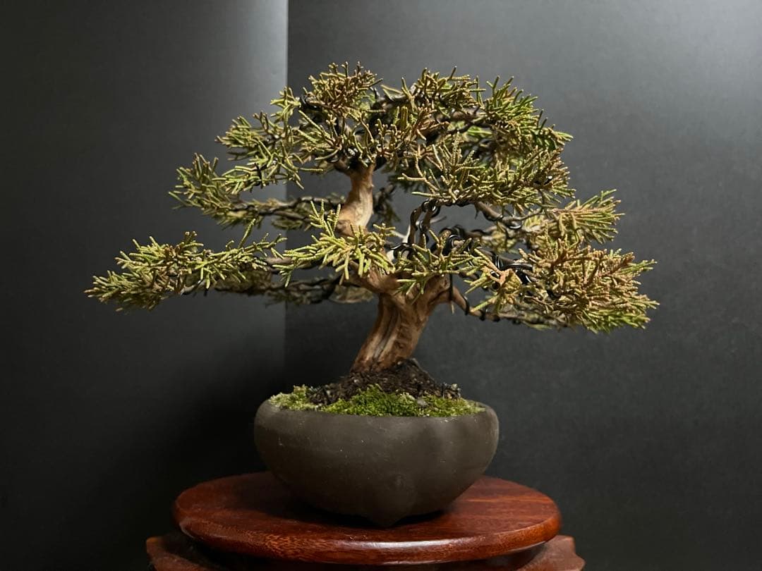 真柏盆栽　糸魚川真柏　古木　太幹　捻転シャリ幹　小品盆栽　樹高17cm